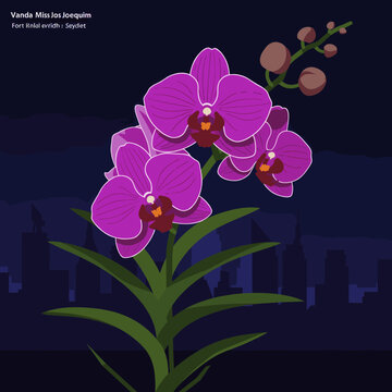An illustration of the national flower of Singapore, the Vanda Miss Joaquim orchid, blooming vibrantly against a city skyline, symbolizing resilience and beauty.