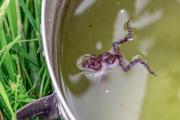 A frog swims in a tank of water on a summer day