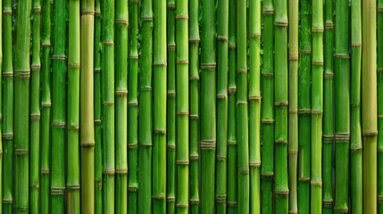 Obraz premium Tall bamboo stalks stand closely together, showcasing their vivid green color and unique textures. Sunlight filters through, highlighting the beauty of nature in a tranquil environment.
