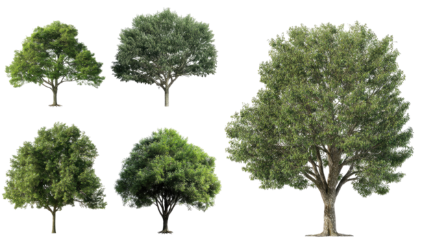 Collection of diverse trees against a black background