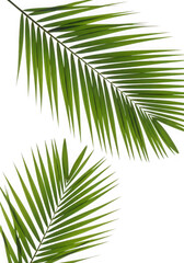 Obraz premium Ai generated image of two green palm leaves arranged on a transparent background