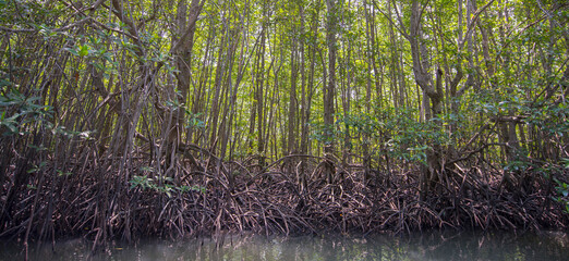 Obraz premium The mangrove is a member of the genus Mangroves.