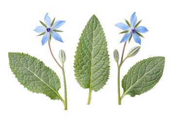 borage leaves PNG Image