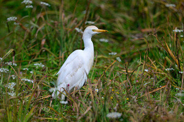 Western cattle egret // Kuhreiher (Ardea ibis) - Peloponnese, Greece