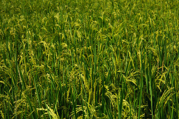 Lush green rice plants swaying gently in the breeze under sunlight