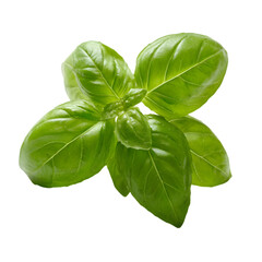 Obraz premium basil on white background