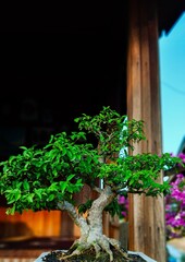Serut Bonsai in Front of a Wooden House