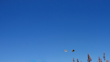 Summer Freedom: Common Blue Butterflies Flying Over Lavender