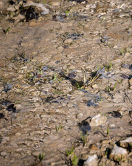 Iphiclides podalirius in shallow flowing water for mineral intake