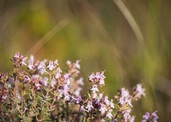 Thyme flowers close up showing small blooms for herbal and culinary use