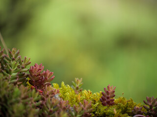  Resilience and vibrant adaptation in nature's small wonders