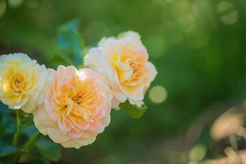 Vibrant roses with soft yellow and peach hues flourish in a peaceful garden, basking in sunlight