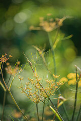 Sunlight filters through vibrant green leaves, highlighting the elegance of wildflowers in bloom