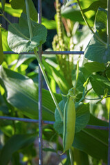 Fresh green bean on the vine in the summer sunshine