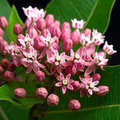 Close-up of pink flowers