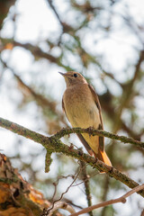 A bird stands gracefully on a branch, basking in soft sunlight filtering through the trees