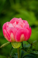 A beautiful peony with soft pink petals blooms amid lush green leaves, showcasing nature's beauty