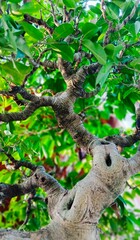 Close Up of Tropical Bonsai Trunk with Lush Green Leaves