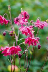 Bright pink blooms sway gracefully in a serene garden, embodying the joy of spring's arrival
