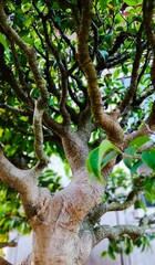 Details of the Trunk and Branches of a Tropical Bonsai with Lush Green Leaves