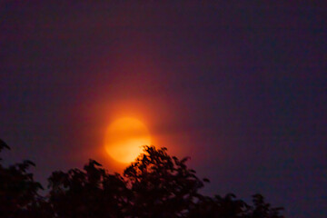Bright orange moon emerges from behind tree tops at dusk, casting an enchanting glow across the sky