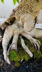 Unique Bonsai Roots with Wood Texture and Green Moss