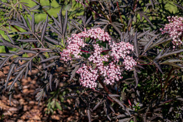 Soft pink flowers shine against lush dark leaves in a vibrant, lively garden.Black Lace Elderberry