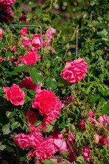 Lush clusters of bright pink roses thrive under a clear blue sky, showcasing nature's beauty
