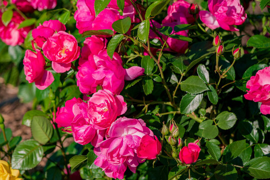 In a lush garden, pink roses burst into bloom under bright sunlight, showcasing their beauty - Powered by Adobe