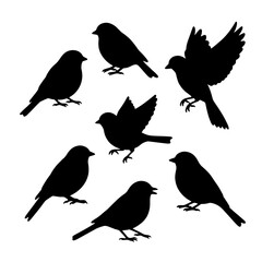 Collection of beautiful birds silhouettes in different poses isolated on white background