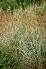 Tall grass dances gracefully as the gentle wind passes through the vibrant landscape during midday