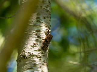 木に止まるニイニイゼミ