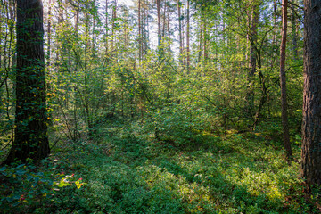 Sunlight dances through the canopy, illuminating a serene forest with rich greenery and tranquility
