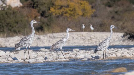 A group of herons standing on the river bank in a natural habitat, capturing a peaceful wildlife moment in nature