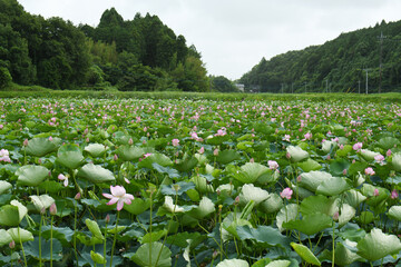 はす池