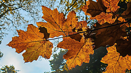 Autumn leaves on tree branch in forest with autumn background