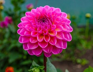 Close-up of a vibrant pink dahlia