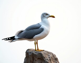 Naklejka premium Seagull bird perched on rock. Features white gray plumage, yellow beak, yellow legs. Clear white background. Focus on seabird details, feathers, wings. Natural wildlife scene.