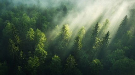 Obraz premium Aerial view of a misty forest with sunlight breaking through the trees.