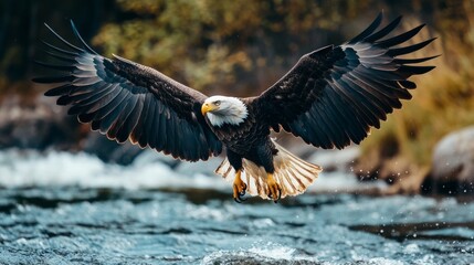 Fototapeta premium A majestic bald eagle in flight over a rushing river, its wings spread wide, claws extended.