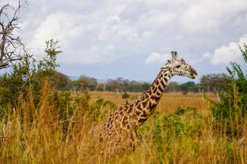 Giraffes Roaming the Serengeti Plains