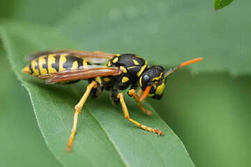 Closeup on a French paperwasp or yellowjacket, Polistes dominula sitting on a green leaf