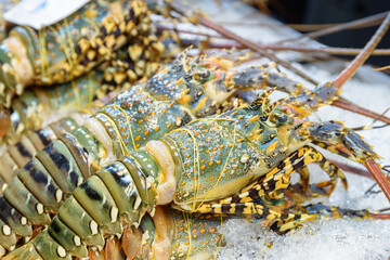 Fresh spiny lobsters (langustas) at food market. Achelata on ice