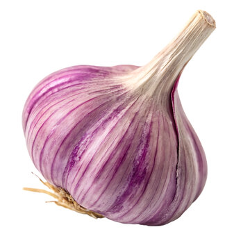 A whole purple garlic bulb ingredient isolated on a transparent background png