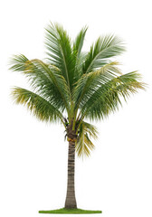 Ai generated image of a single coconut palm tree isolated on transparent background