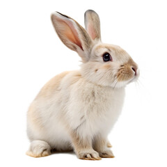 Obraz premium An adorable domestic white bunny rabbit isolated on a transparent background png