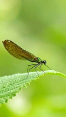 Close-up of a dragonfly on a leaf (1)