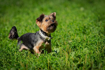 Cute portrait of a Yorkshire Terrier dog on a walk on a sunny day.