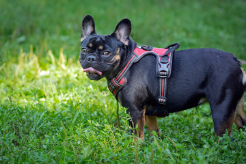 A French bulldog walking  in a summer park. Close-up.