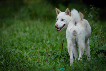 A dog of the Shiba Inu breed in close-up on a green meadow. The white dog Shiba Inu is playing in the park.